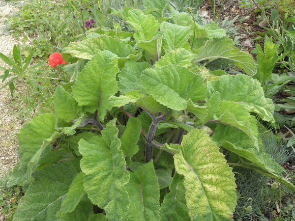 Salvia sclarea - Muskateller-Salbei