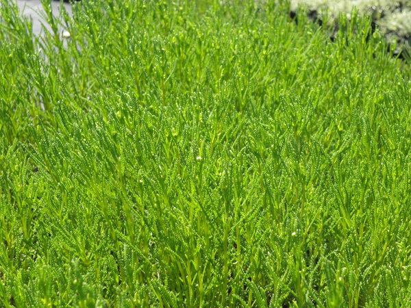 Santolina rosmarinifolia - Olivenkraut