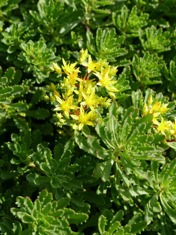 Sedum floriferum 'Weihenstephaner Gold' - Mauerpfeffer