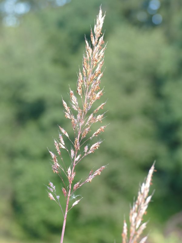 Spodiopogon sibiricus 'West Lake' - Zotten-Raugras