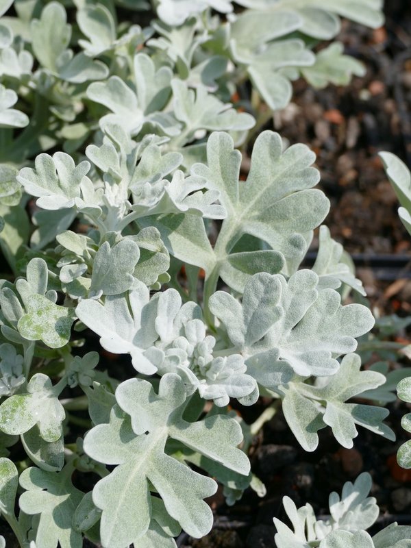 Artemisia stelleriana 'Boughton Silver' - Galbelblättrige Silberraute