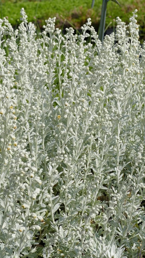 Artemisia stelleriana 'Boughton Silver' - Galbelblättrige Silberraute