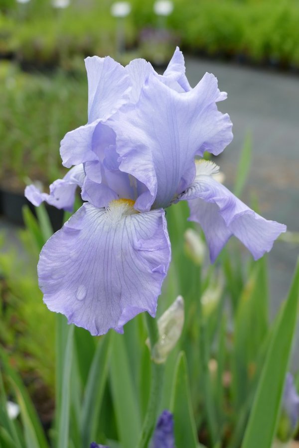 Iris barbata-elatior 'Babbeling Brook' - Hohe Schwertlilie