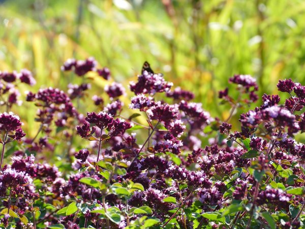 Origanum laevigatum 'Rosenkuppel' - Blumen-Dost