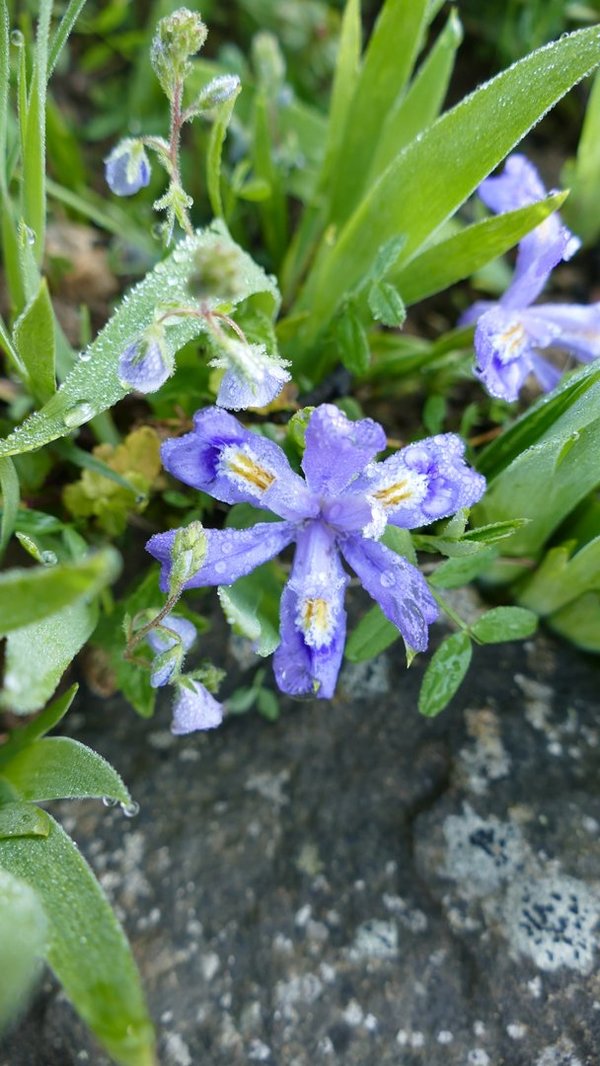 Iris lacustris - Zwerg-Iris