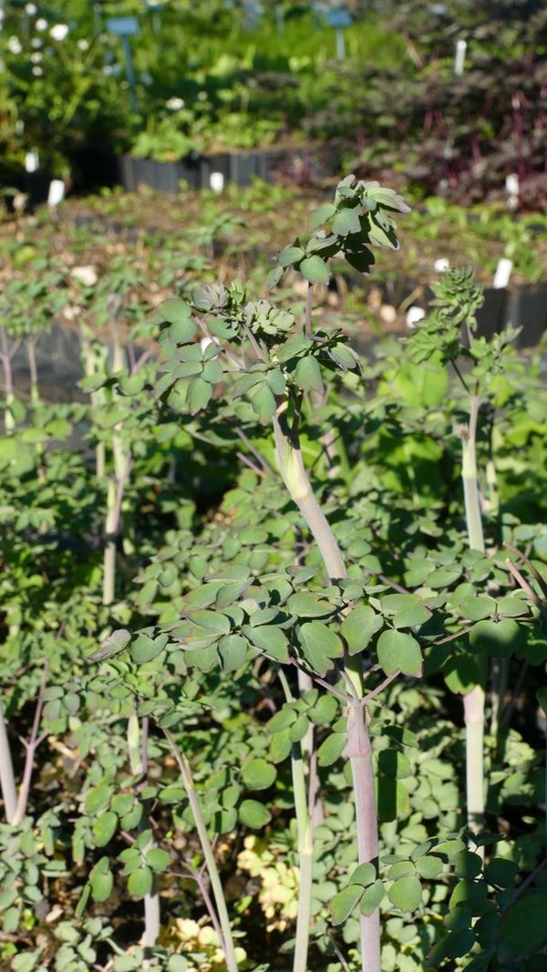 Thalictrum rochebrunianum - Prächtige Wiesenraute